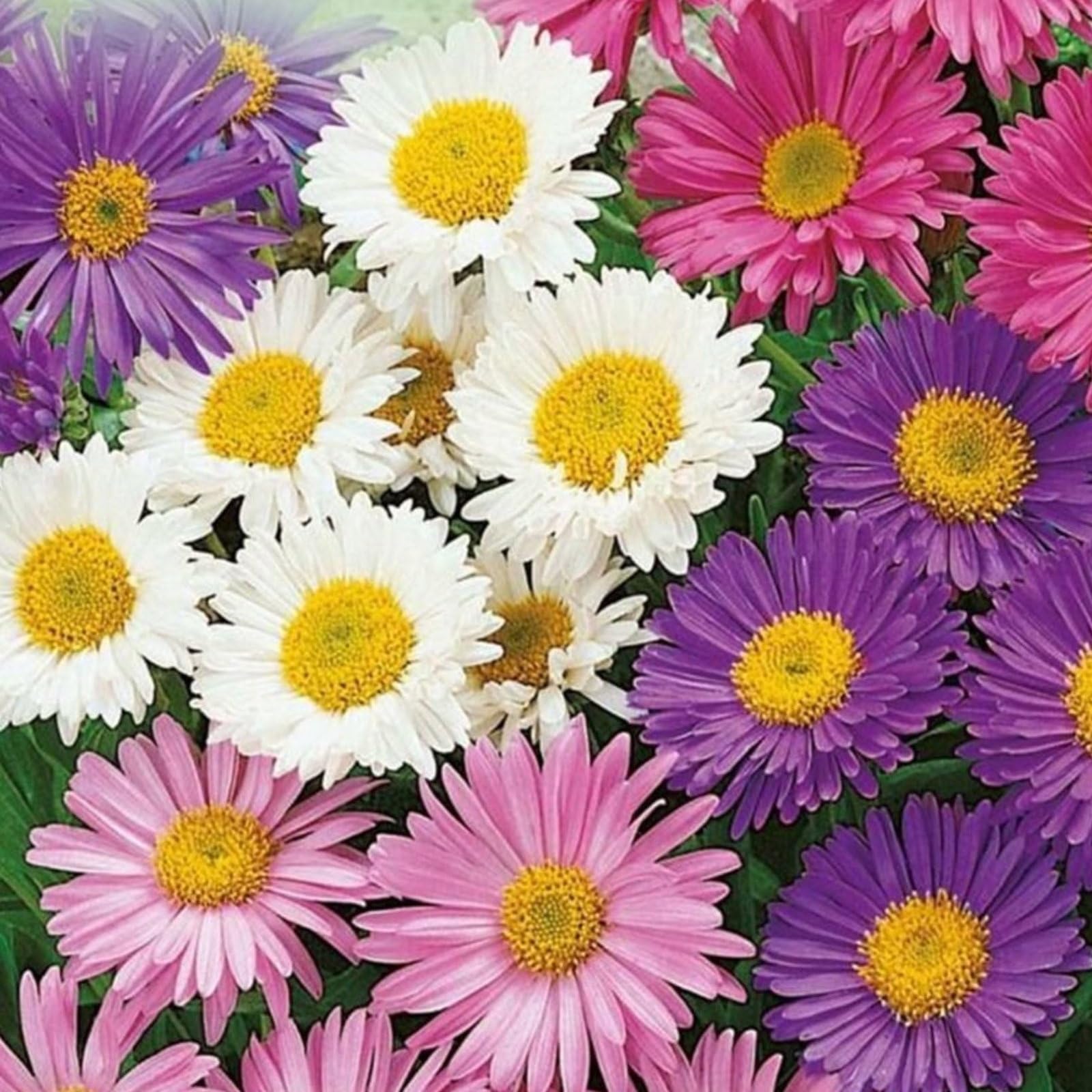 Plant World Seeds - Aster Alpinus Mixed Colours Seeds (Alpine Plant Seeds)
