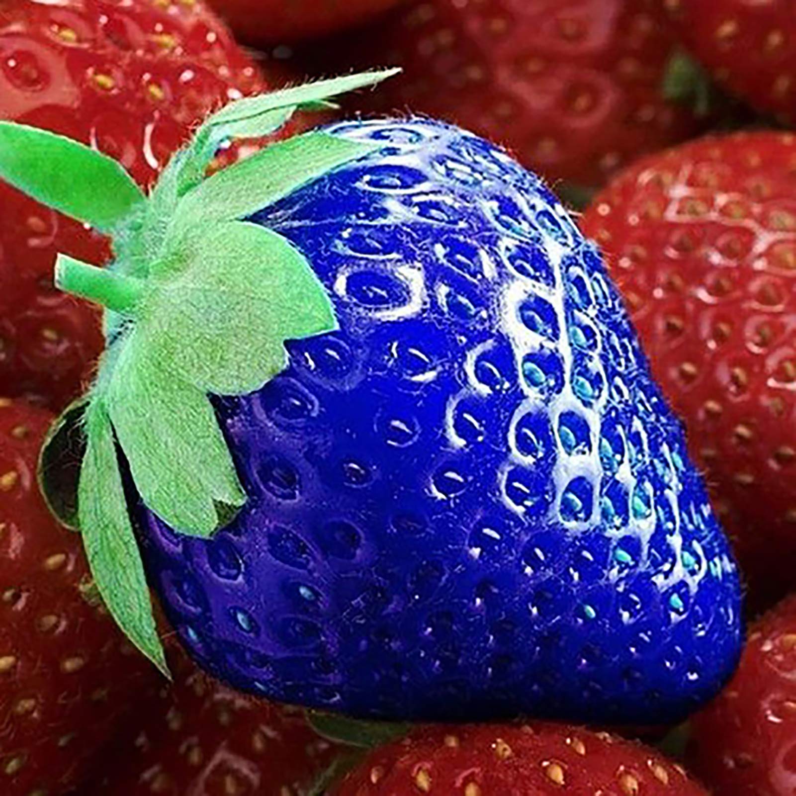 100Pcs/Bag Strawberry Seeds, Vitamin Multi-Color Non-GMO,Easy to Plant Fruit Seedlings for Farm Blue