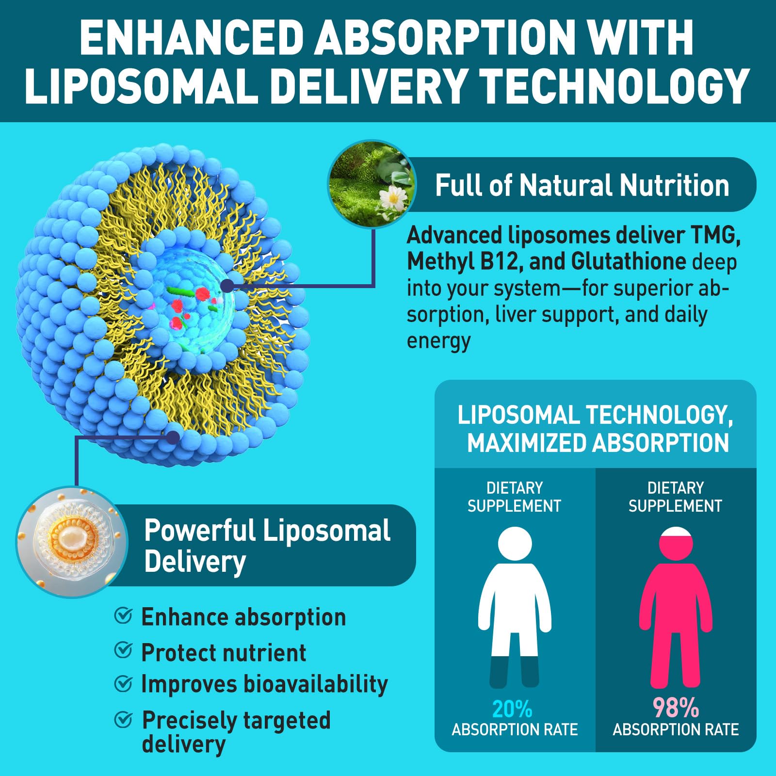 Liposomal TMG Supplements Liquid Drops, 1000mg Trimethylglycine, 2 FL Oz — Amazon image 3