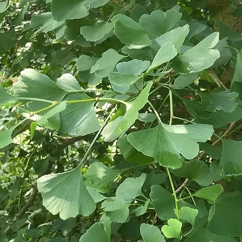 Miniatura 2 de CHUXAY GARDEN Semillas de Ginkgo Biloba, 10 semillas, árbol de ginkgo, pantalla de privacidad, árbol de hoja caduca comestible