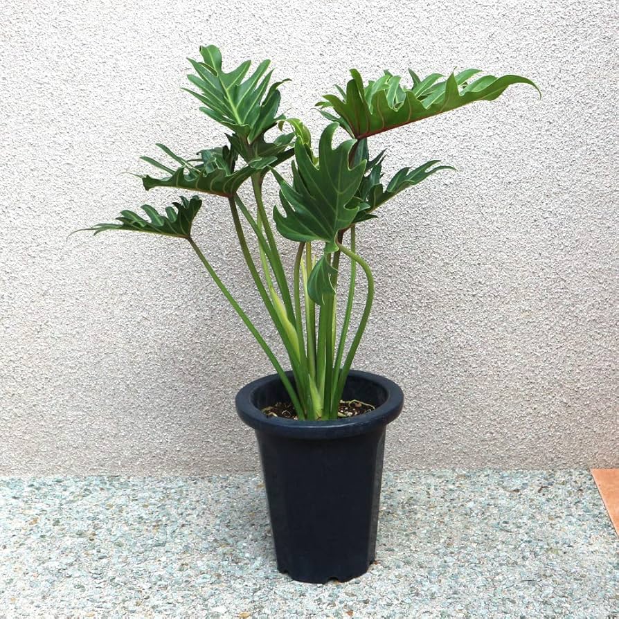 Amazon｜ITANSE クッカバラ 観葉植物 中型 7号