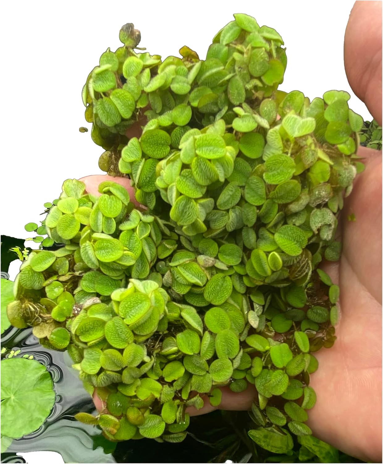 Azolla caroliniana 10 + Plants Live Floating Pond Plant Mosquito Fern Water Velvet Fairy Moss Aquarium Outdoor Ponds Fast Growth Outcompetes Algae Fish Food filiculoides