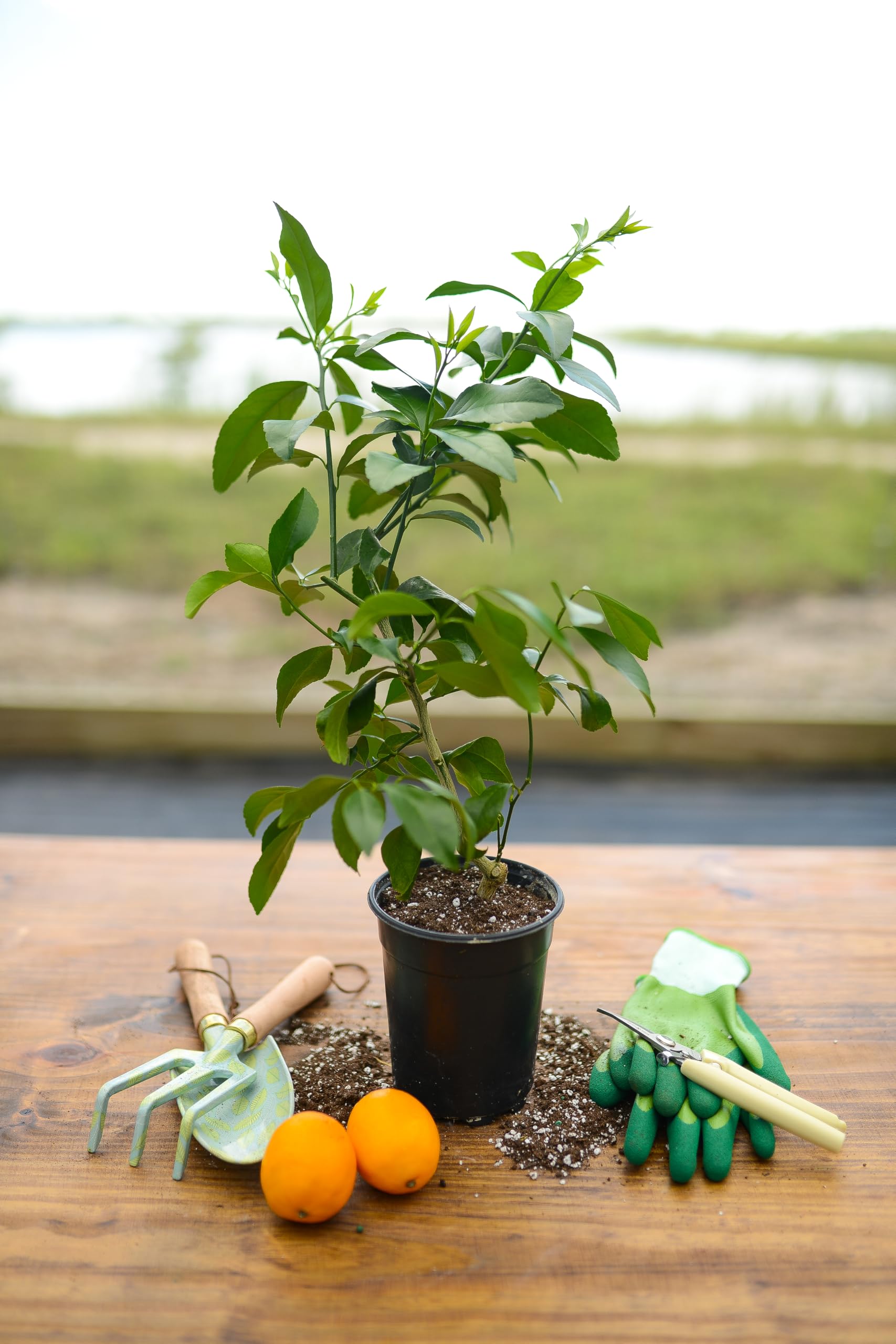 Yarden Meyer Lemon Tree, Lemon Trees Live Plants Ready to Grow Indoor or Outdoor (1 Quart Pot) - No Shipping to AL, AZ, CA, HI, LA, TX