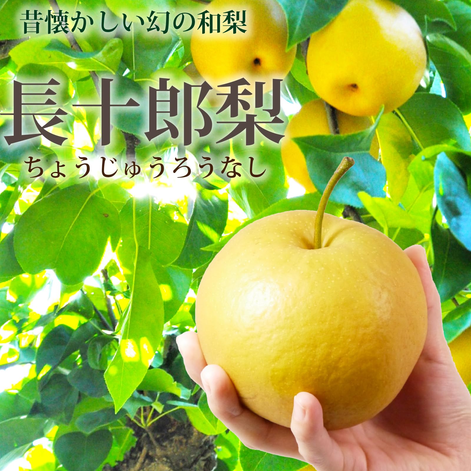 旬の長十郞梨 。約3kg詰め合わせ Amazon.co.jp: 長十郎梨 [家庭用/サイズ混合]青森県産 ちょうじゅう