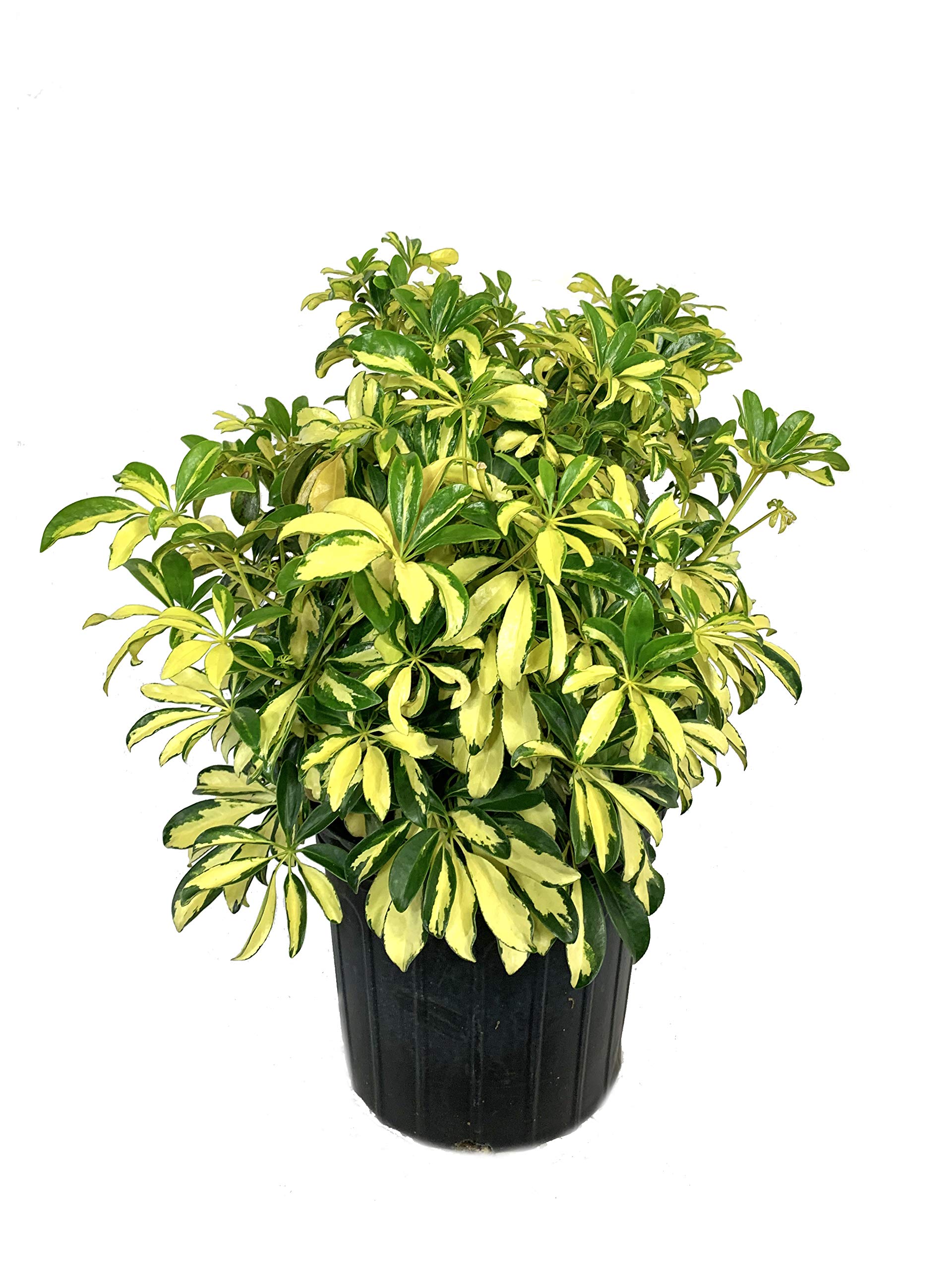 Buy Trinette Arboricola - Live in a 3 Gallon Pot - Schefflera ...