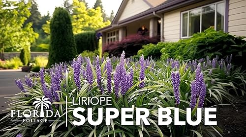 Miniatura 3 de Super Blue Lilyturf - Liriope Muscari - 5 macetas vivas de 4 pulgadas - Plantas de cobertura vegetal tolerantes a la sequía de bajo mantenimiento