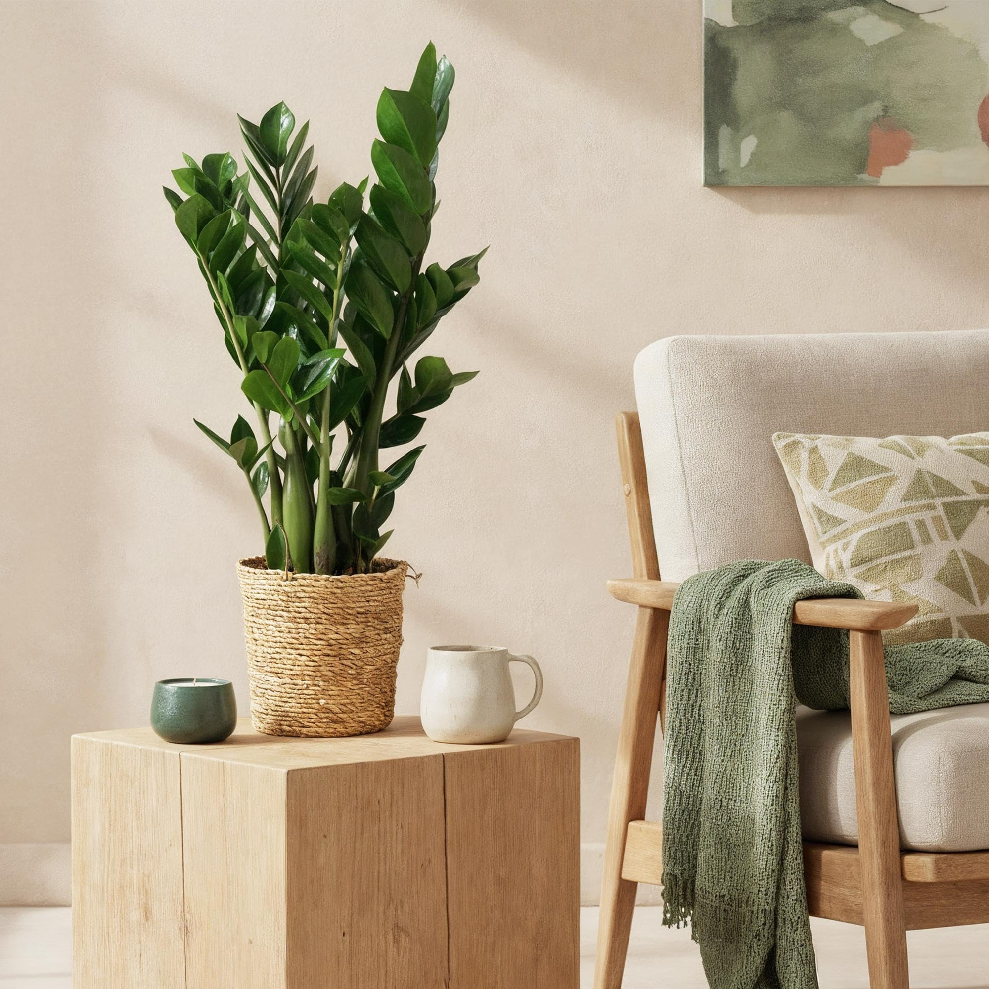 Zamioculcas – 65-75 cm – 17 cm, z koszem, łatwa w pielęgnacji roślina ZZ, wytrzymała roślina zielona do salonu, biura i sypialni, błyszczące liście i luksusowy wygląd