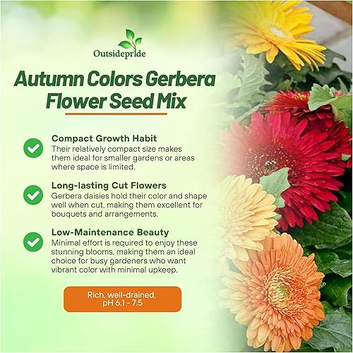 Miniatura 3 de Outsidepride 20 semillas perennes de otoño colores gerbera flor semilla mezcla para plantar