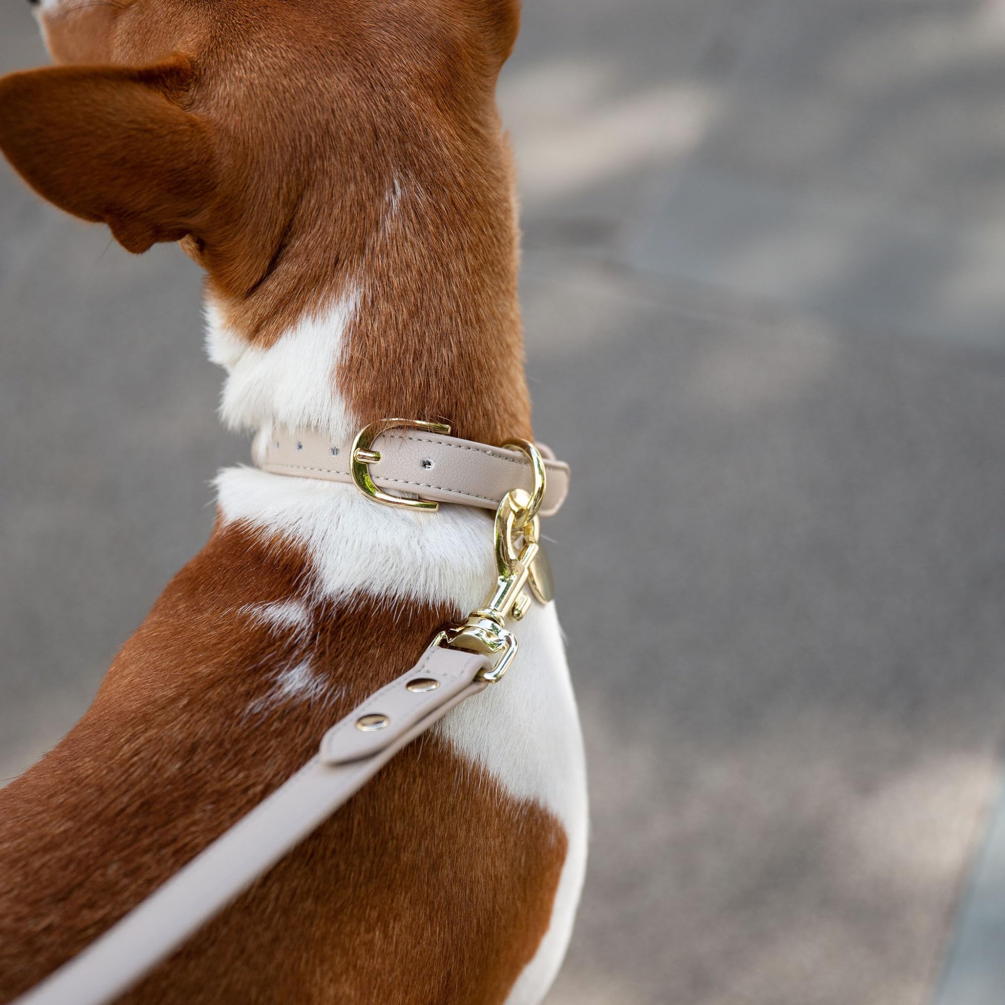 NEIGHBORHOOD Dog Leash 