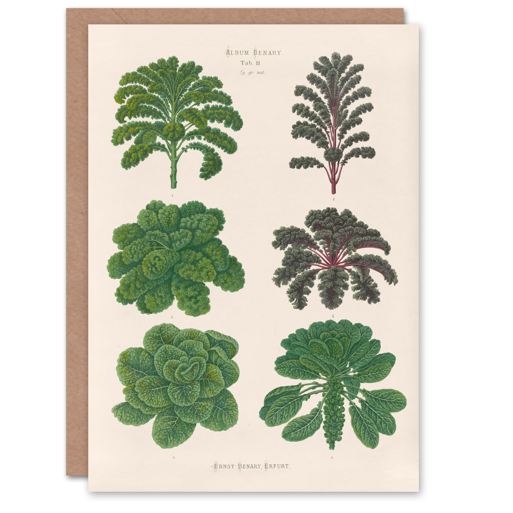 Artery8 Ernst Benary Art Card Kale and Brussel Sprouts Vintage Botanical