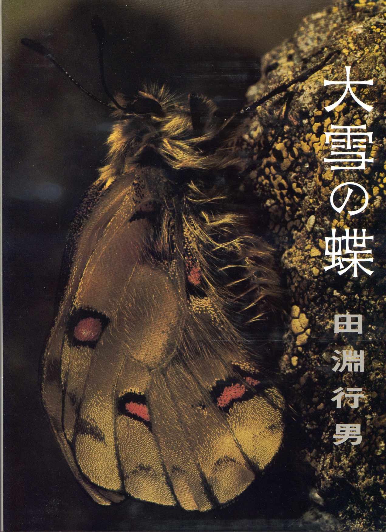 田淵行男 大雪の蝶 写真集 1978年 初版 田淵行男 大雪の