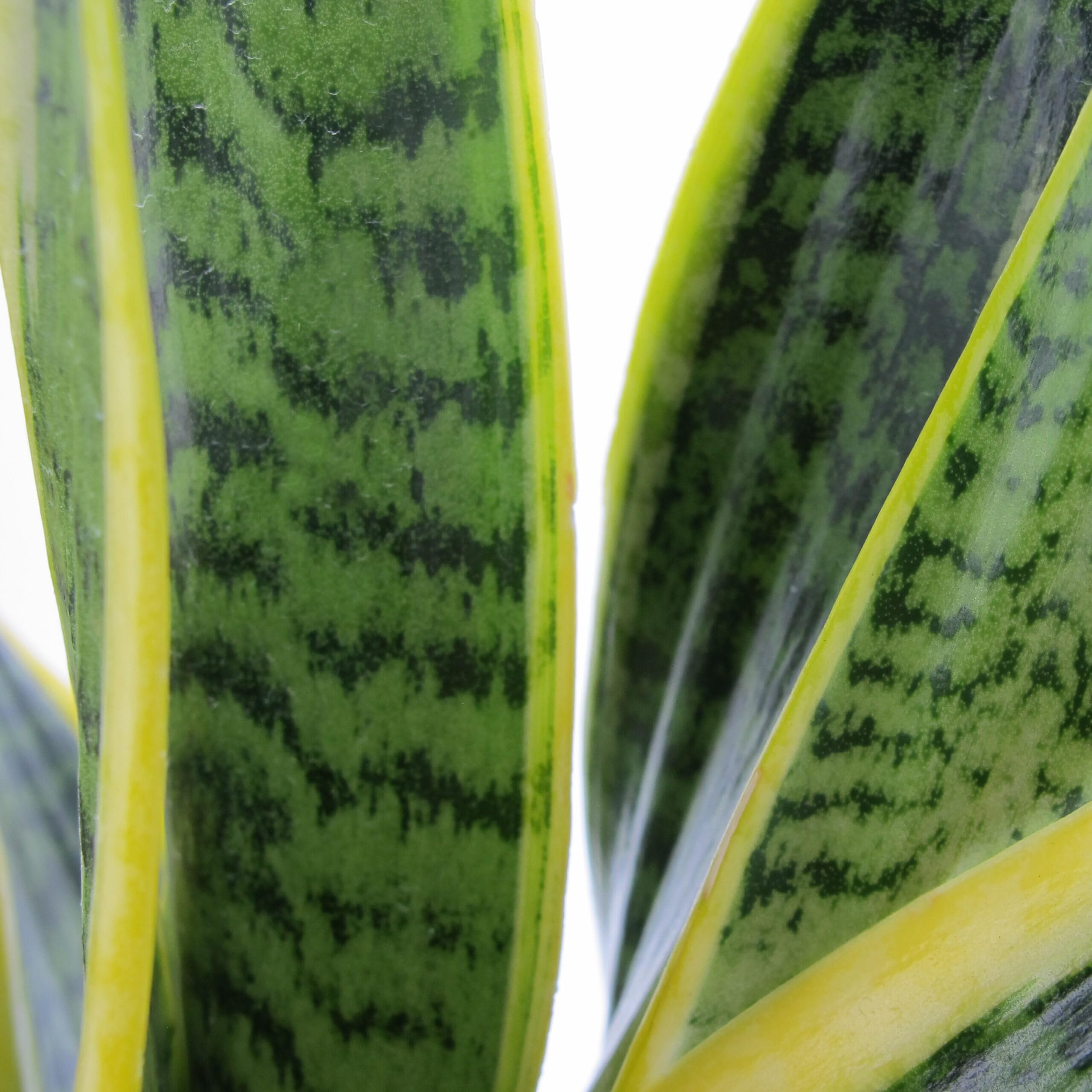 KENTIS - Sansevieria Trifasciata Laurentii - Piante da Interni Vera Purifica Aria - Pianta Grassa da Appartamento - H 45-55 cm Vaso 17 cm