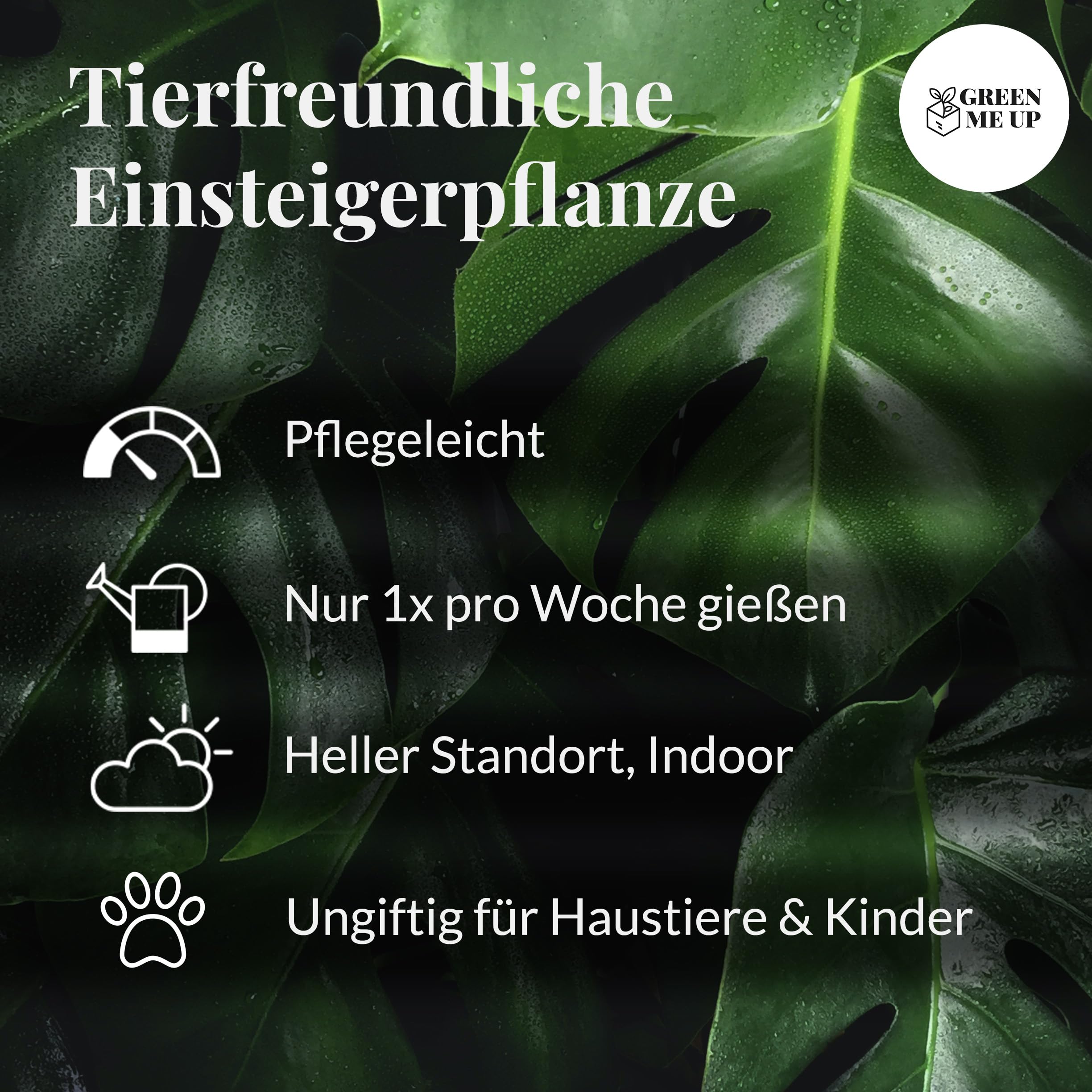 Zimmerpflanze Nestfarn Duo | 2er Farn-Set mit Asplenium nidus & parvati im 10,5–12 cm Topf | pflegeleicht & ungiftig | tropische Pflanzen für Bad, Schlafzimmer & Katzenfreunde | Green Me Up