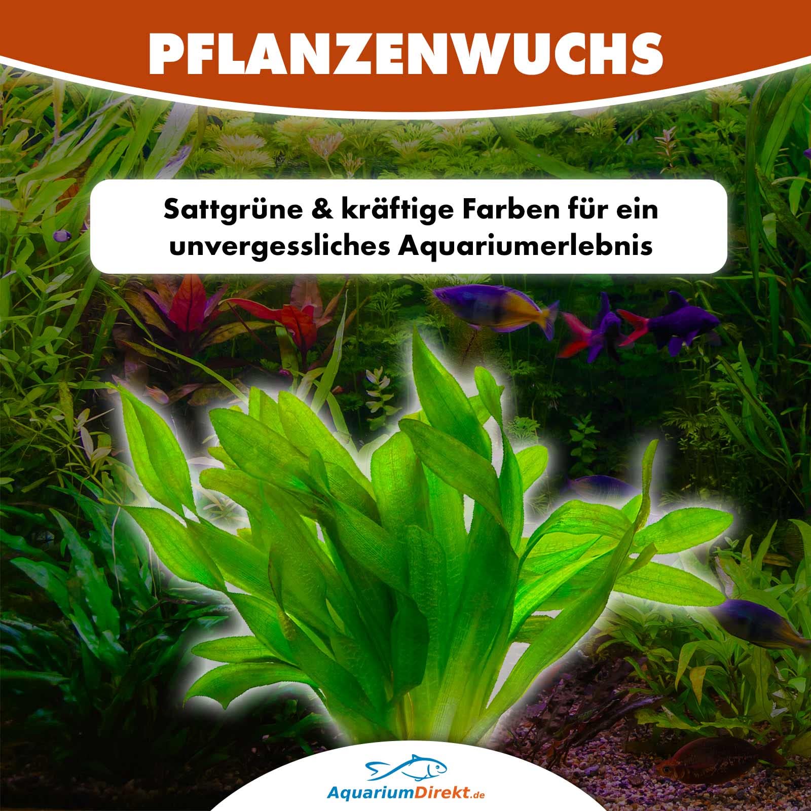 Aquarium Pflanzendnger MIBO Pflanzen Eisendnger Spar Set 5000ml - Aquarium  Dnger Fr ppigen Pflanzenwuchs
