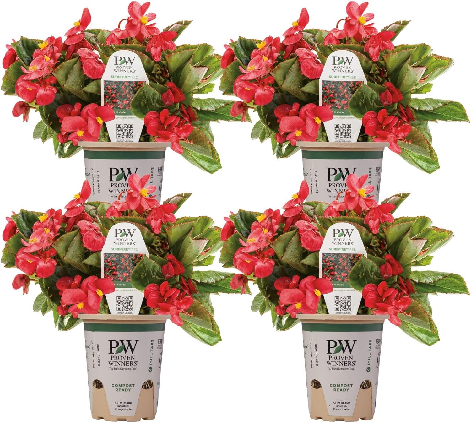 Proven Winners Surefire Red Begonia (benariensis) Live Plant, Eco+ Grande, 4 Pack