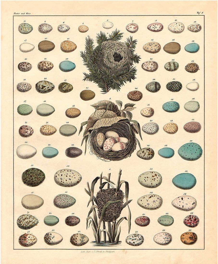 Vintage Eggs Poster