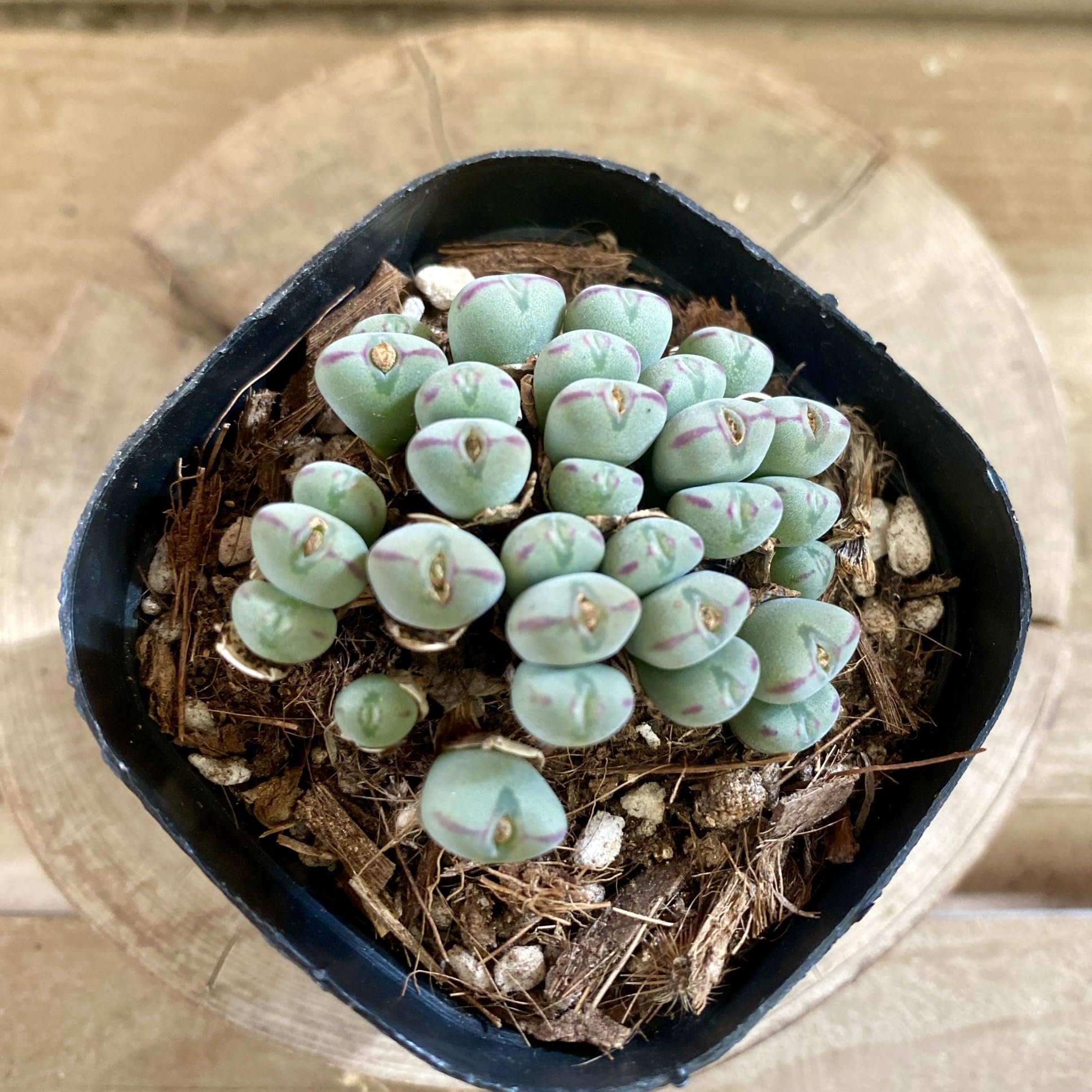 コノフィツム　ビロブム系　種類28種類　10粒ずつセット Amazon｜多肉植物 メセン コノフィツム ビロブム 3号ポット