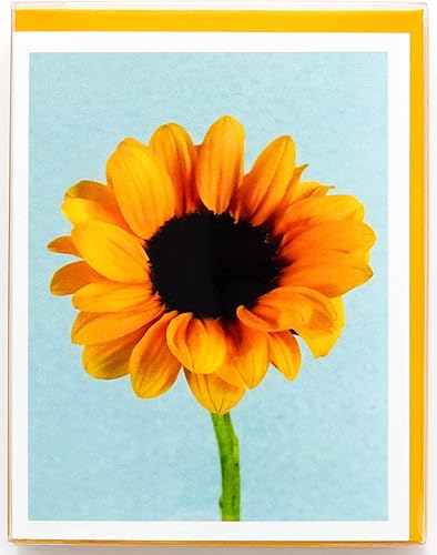 Miniatura 213 de Blooming Flowers – Orquídea Phalaenopsis – Tarjetas fotográficas de alta gama, pesadas y suaves, 8 con 10 sobres de colores, juego en caja