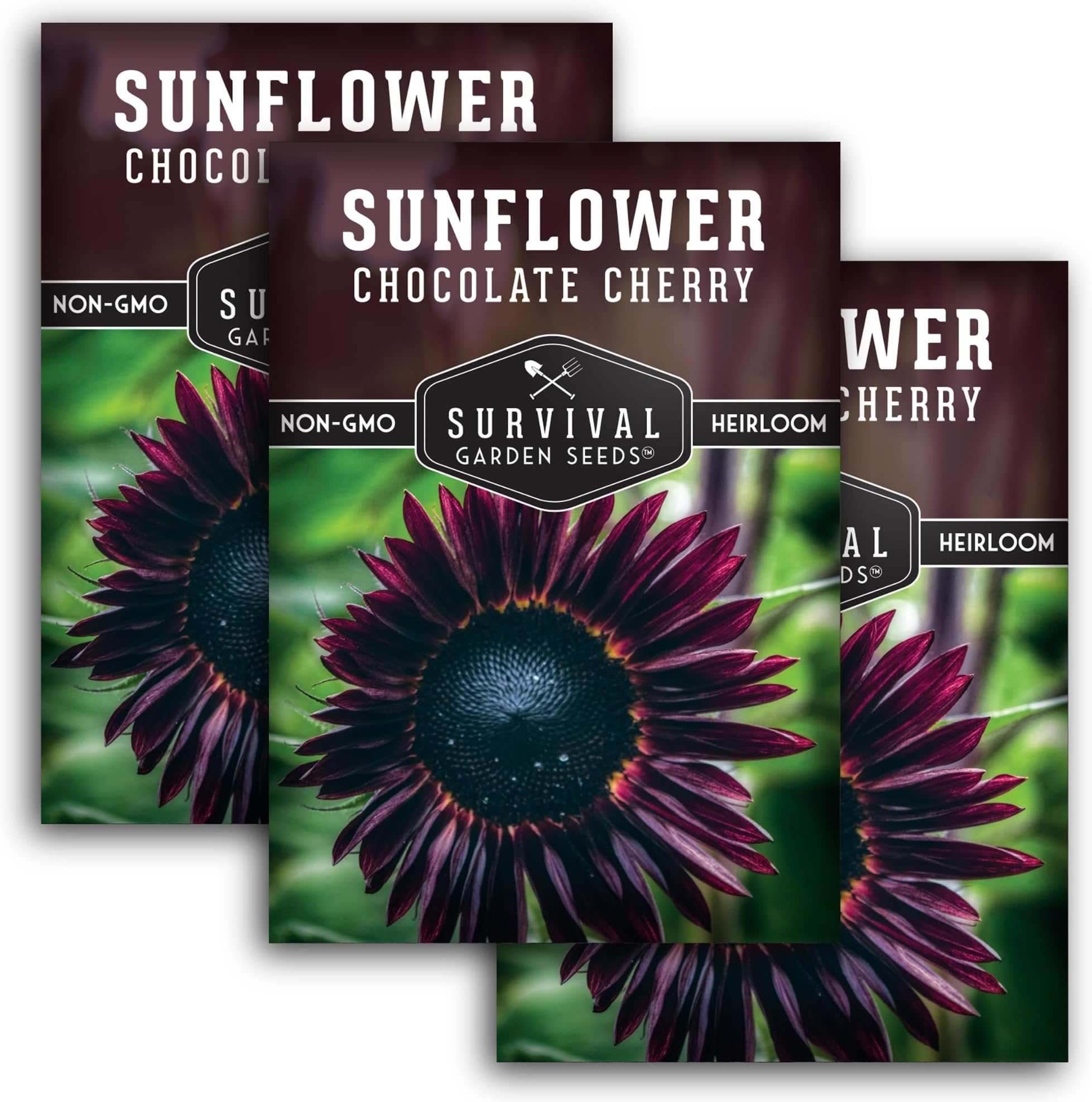 Chocolate Cherry Sunflower Seeds for Planting | Rare Burgundy Black Blooms, 6-7ft Giant Non-GMO Heirloom Flower - Survival Garden Seeds (3 Packs)