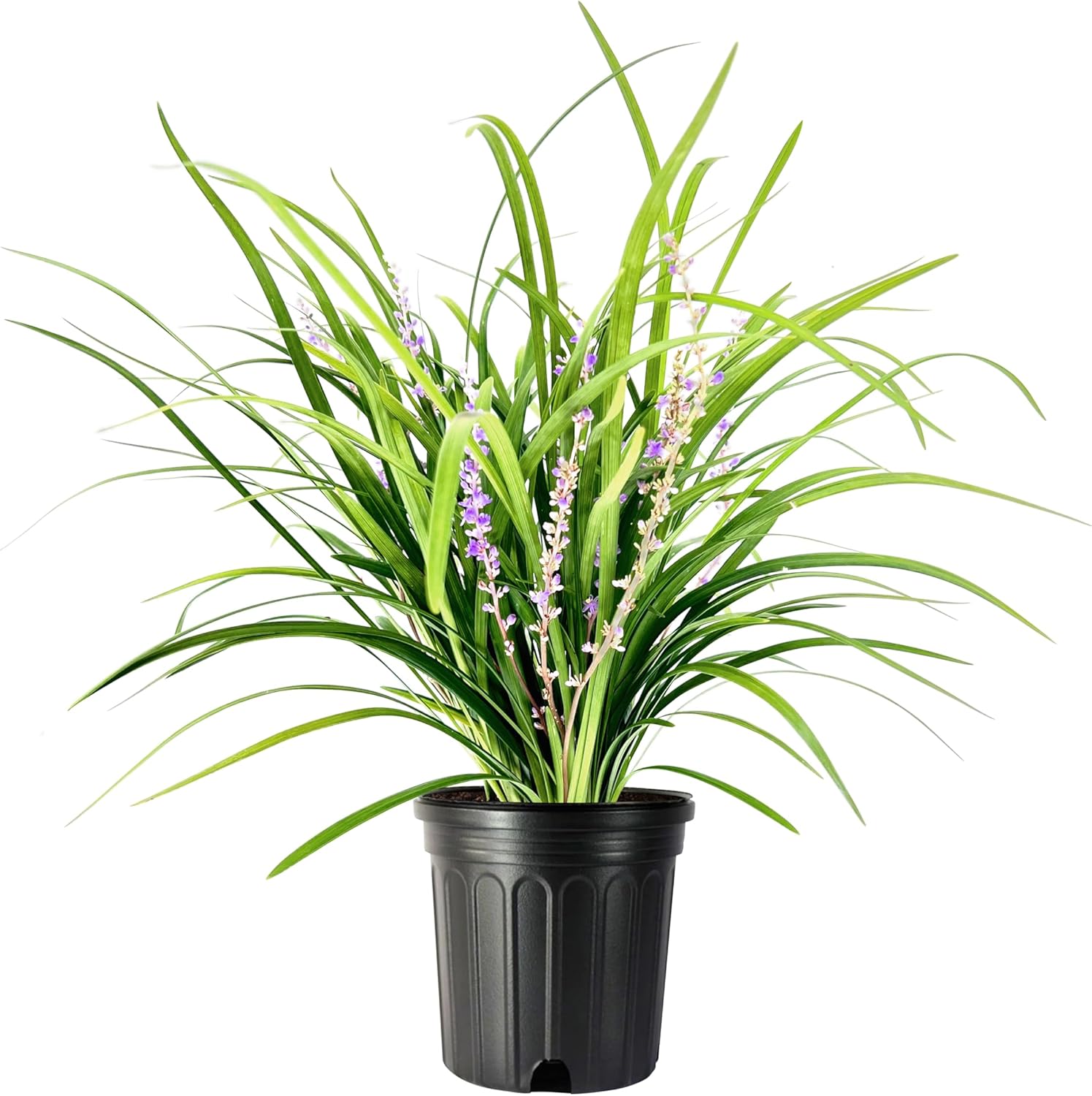 Super Blue Liriope Muscari  Planta de 1 galón grande  Hierba ornamental tolerante a la sequía