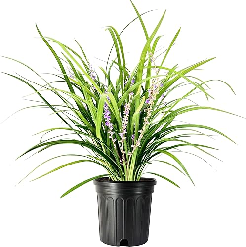 Super Blue Liriope Muscari Planta de 1 galón grande Hierba ornamental tolerante a la sequía