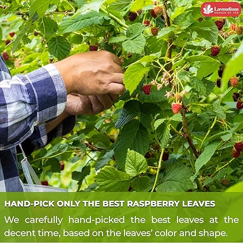 Miniatura 6 de 60 bolsas de té de hoja de frambuesa, hojas de frambuesa 100% naturales y puras. Té de hierbas de frambuesa de hojas sueltas. Té de hojas de