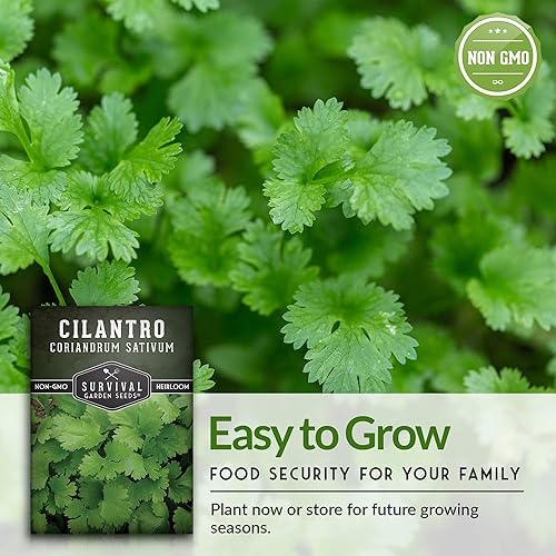 Miniatura 5 de Survival Garden Seeds - Semilla de cilantro para plantar - Paquete con instrucciones para plantar y cultivar sativum de cilantro en tu jardín de