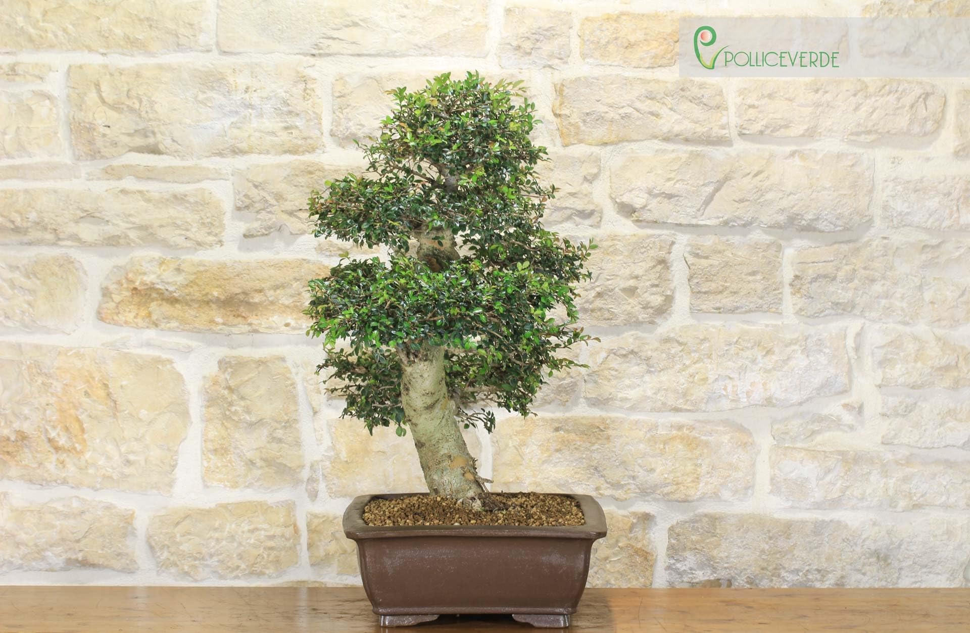 Bonsaï Zelkova Parvifolia (77)
