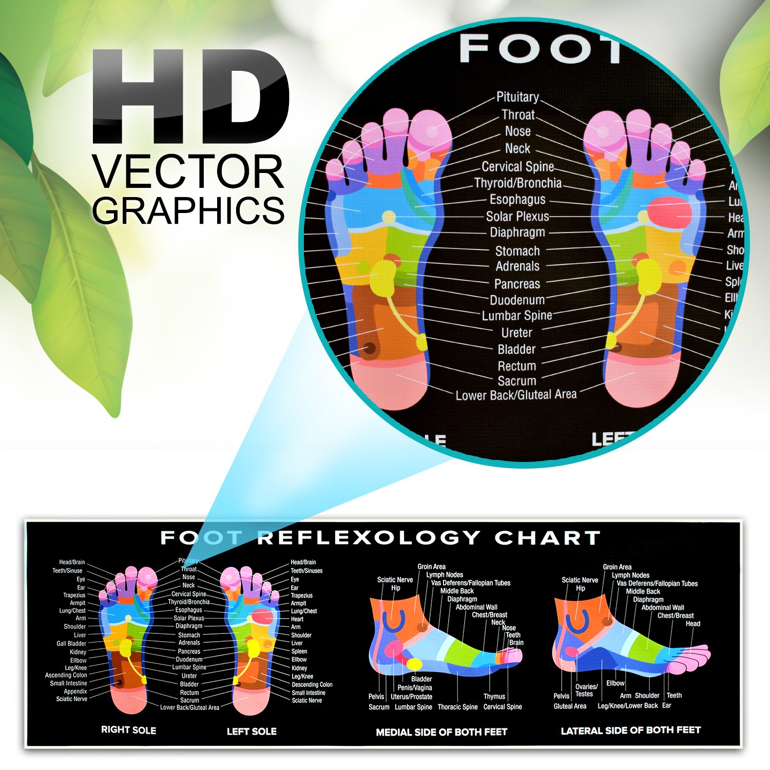 Prostate Reflexology Foot Chart Reflexology Foot Chart Stock