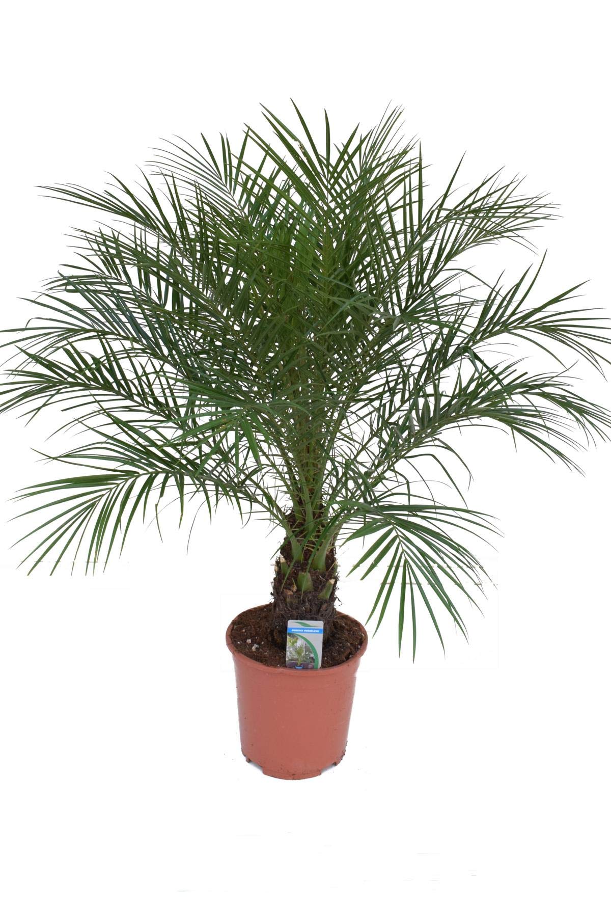 Phoenix Roebelenii Palme – ca. 110 cm Höhe, Zimmer- & Gartenpflanze – Pflegeleichte Zwerg-Dattelpalme für Innen & Außen
