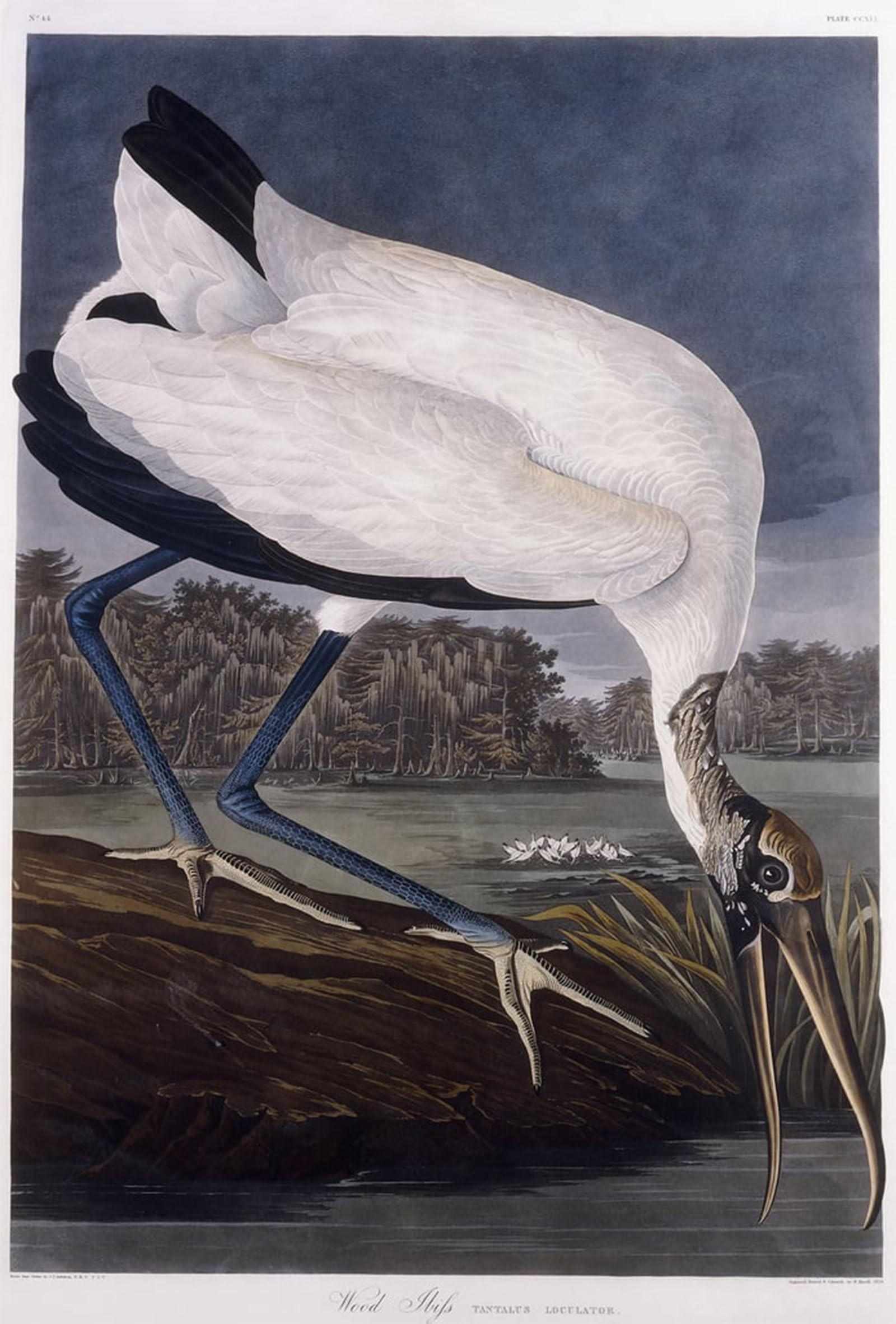 ARTXLXXBN Famous Painting Art Wall Decor Abstract Art Picture Wood Ibis by John Jamess Audubon Animal Pictures for Home Decor 60x90cm