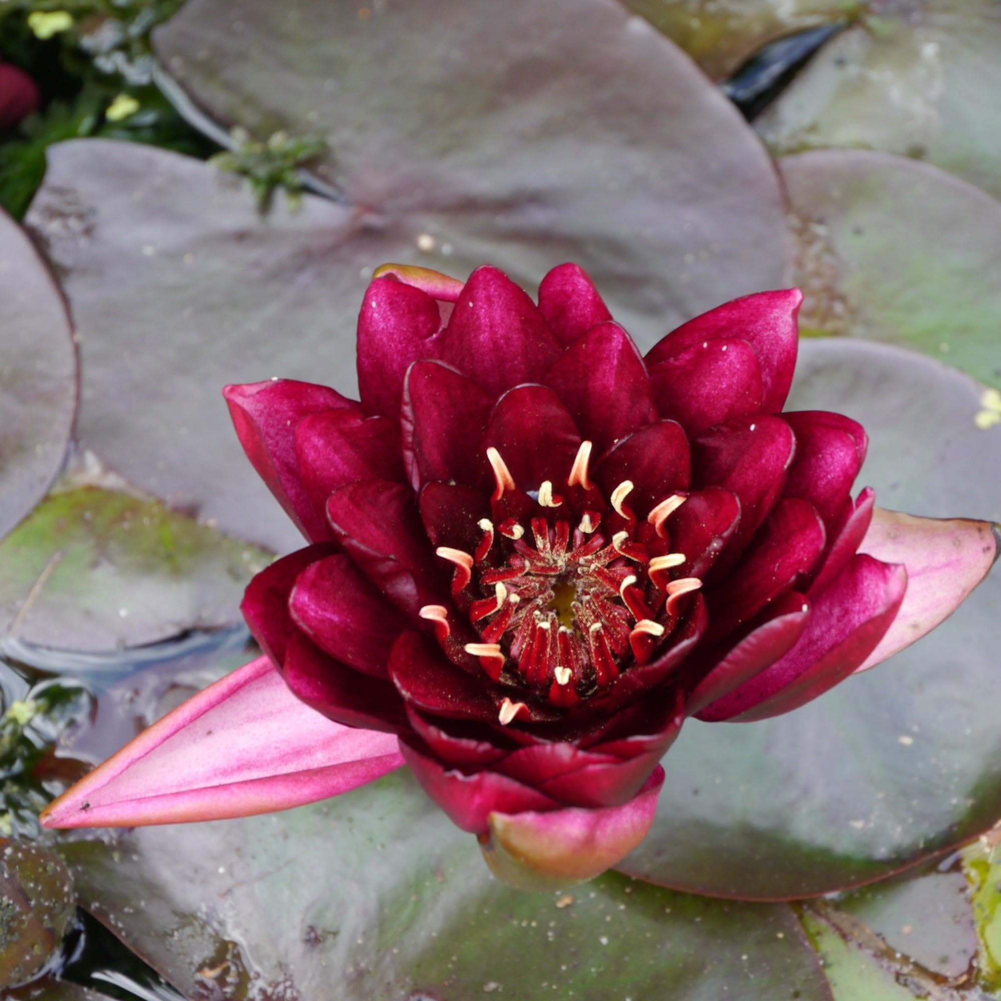 Lincolnshire Pond Plants Ltd - Burgundy Princess Water Lily - Pond Plants - DW01-Large Kit