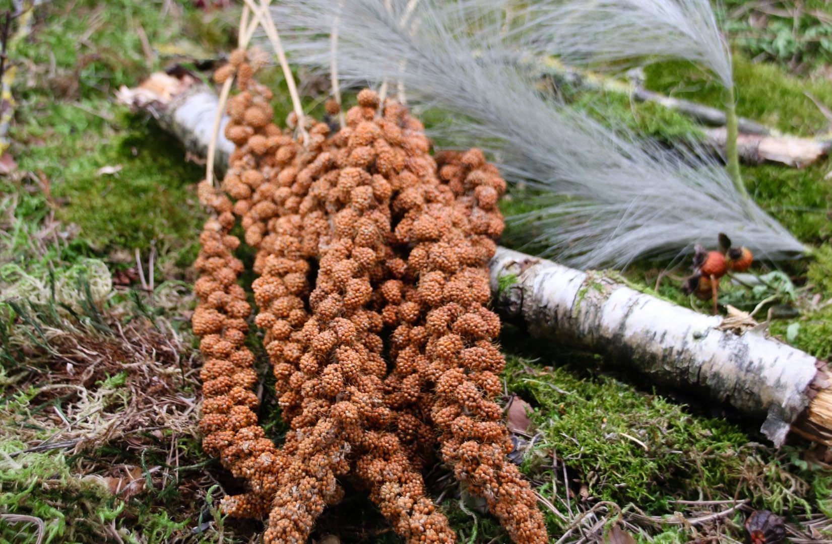 Anhaltiner Kolbenhirse rot 15 kg Premiumfutter Vogelfutter für Ziervögel Sittiche Kanarienvögel