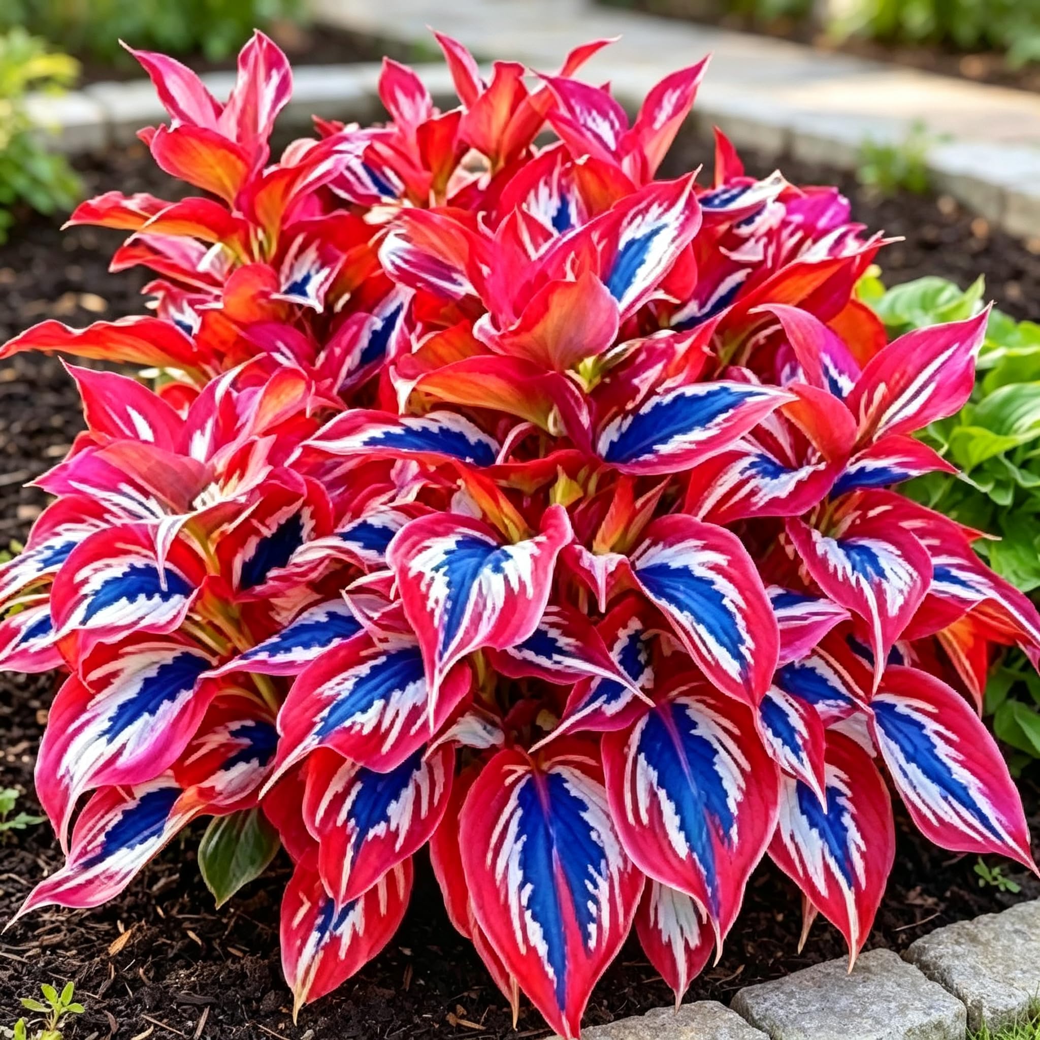 Hosta Seed-Suitable for Garden Plants, Landscape Design,Potted Plants