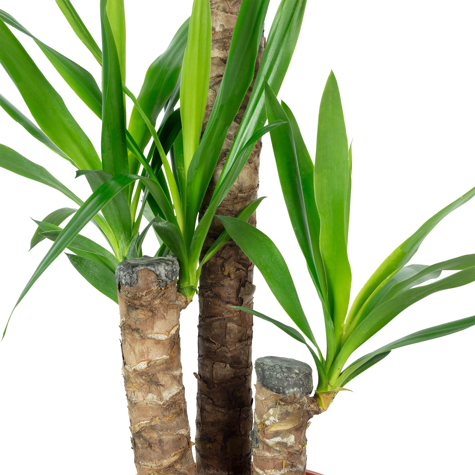 Palmlilie 3-stämmig - pflegeleichte Zimmerpflanze, Yucca Elephantipes Palme 60/30/20 - Höhe ca. 95 cm, Topf-Ø 21 cm