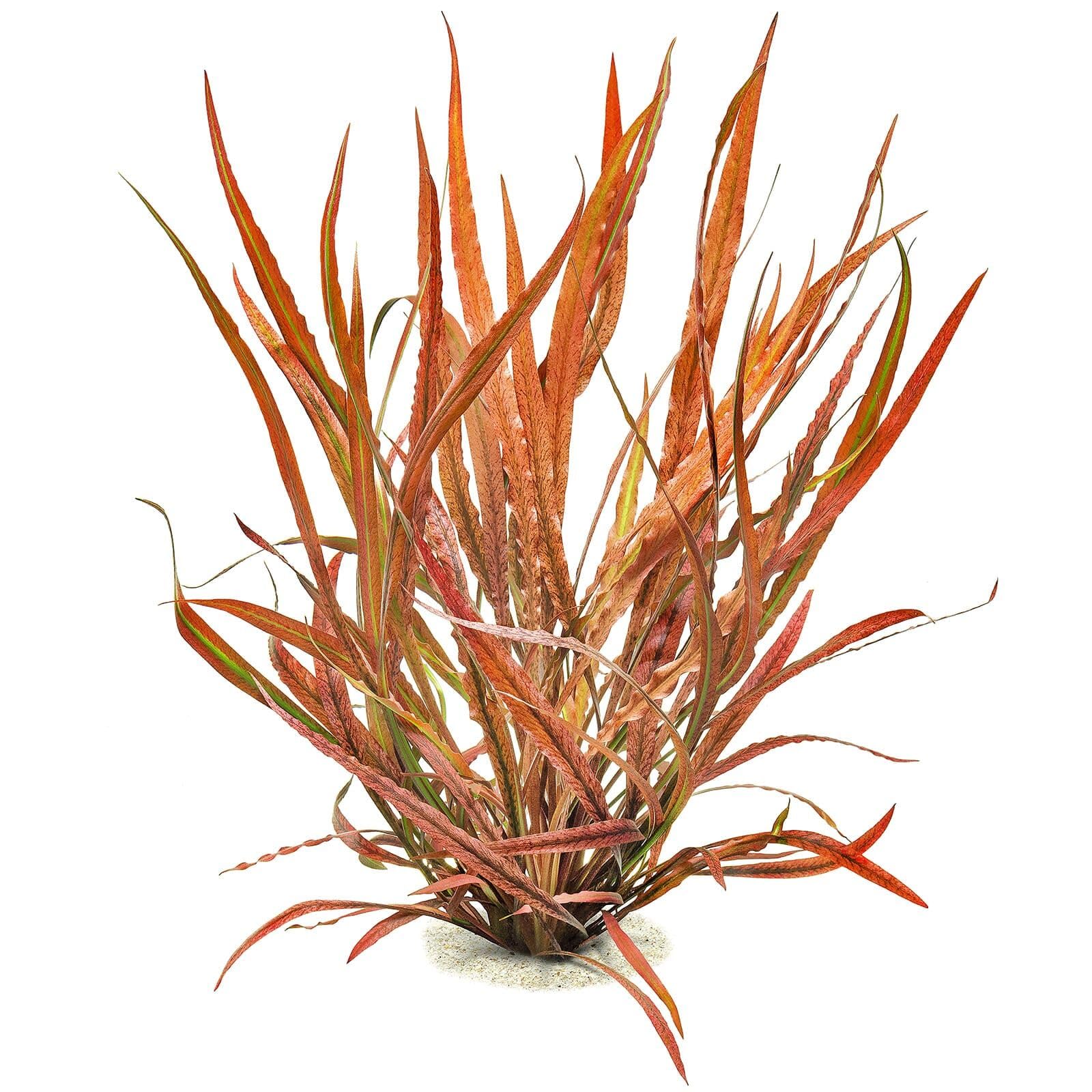Aquasabi - Cryptocoryne spiralis 'Red' - Roter Spiraliger Wasserkelch - Topf 5 cm - Hintergrund Wasserpflanze für Aquarium - Topf Aquarienpflanze - Aquascaping