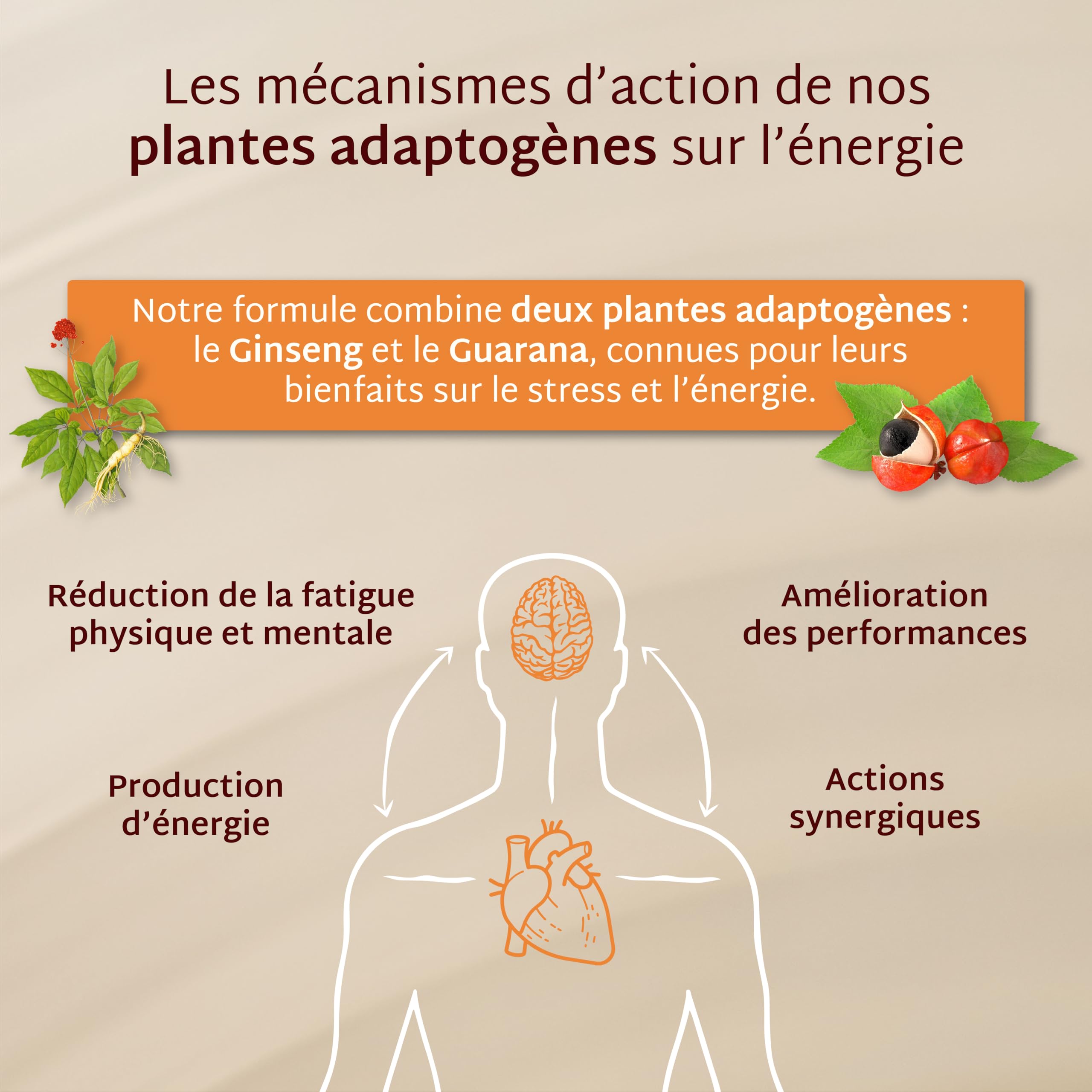 Mium Lab - Énergie : Coup de Boost & Réduction de la Fatigue Physique & Mentale - Plantes Adaptogènes (Guarana & Ginseng) Caféine naturellement présente et Vit C - Cure 21 jours - Fabriqué en France