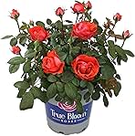 Fresh Roses for Delivery Prime, Orange Roses, Live Rose Bush Plants in Plant Pots, Plant Lover Gifts, Fresh Flowers for Delivery Prime, Potted Rose Plant Live Plants, Outdoor Plants by Plants for Pets