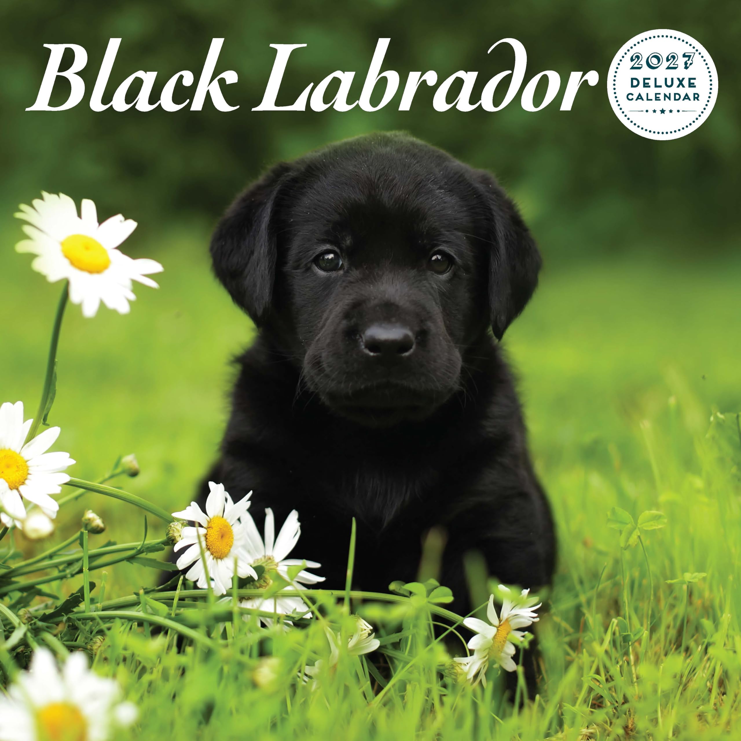 Labrador Black 2027 Deluxe Calendar