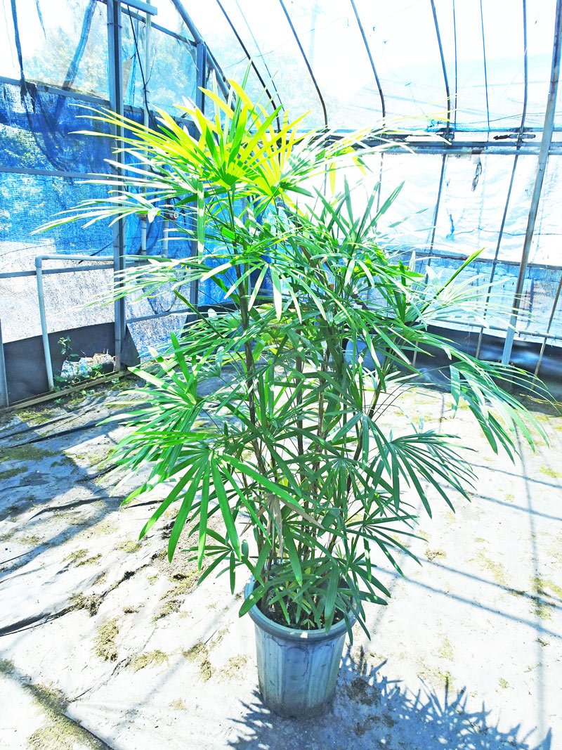 観葉植物　シュロチク　160cm Amazon | ボリューム満点！！シュロチク／160cm前後（10号プラ鉢