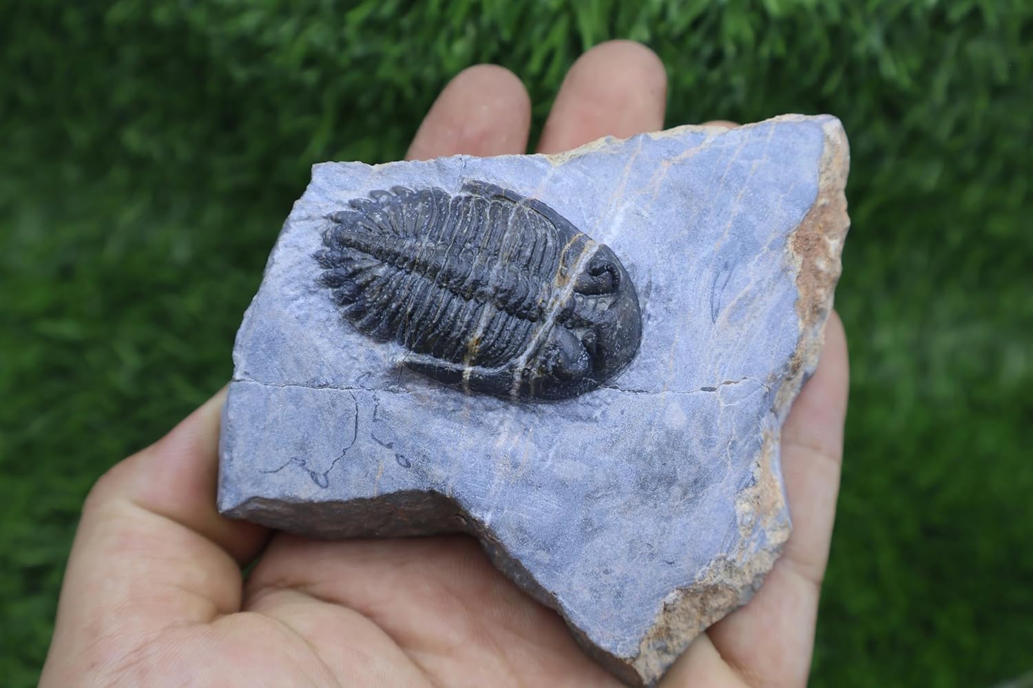 Trilobite Hollardops Trilobite Fossil Devonian Fossil from Morocco Trilobite Fossil Devonian Fossil Trilobites Rock A322