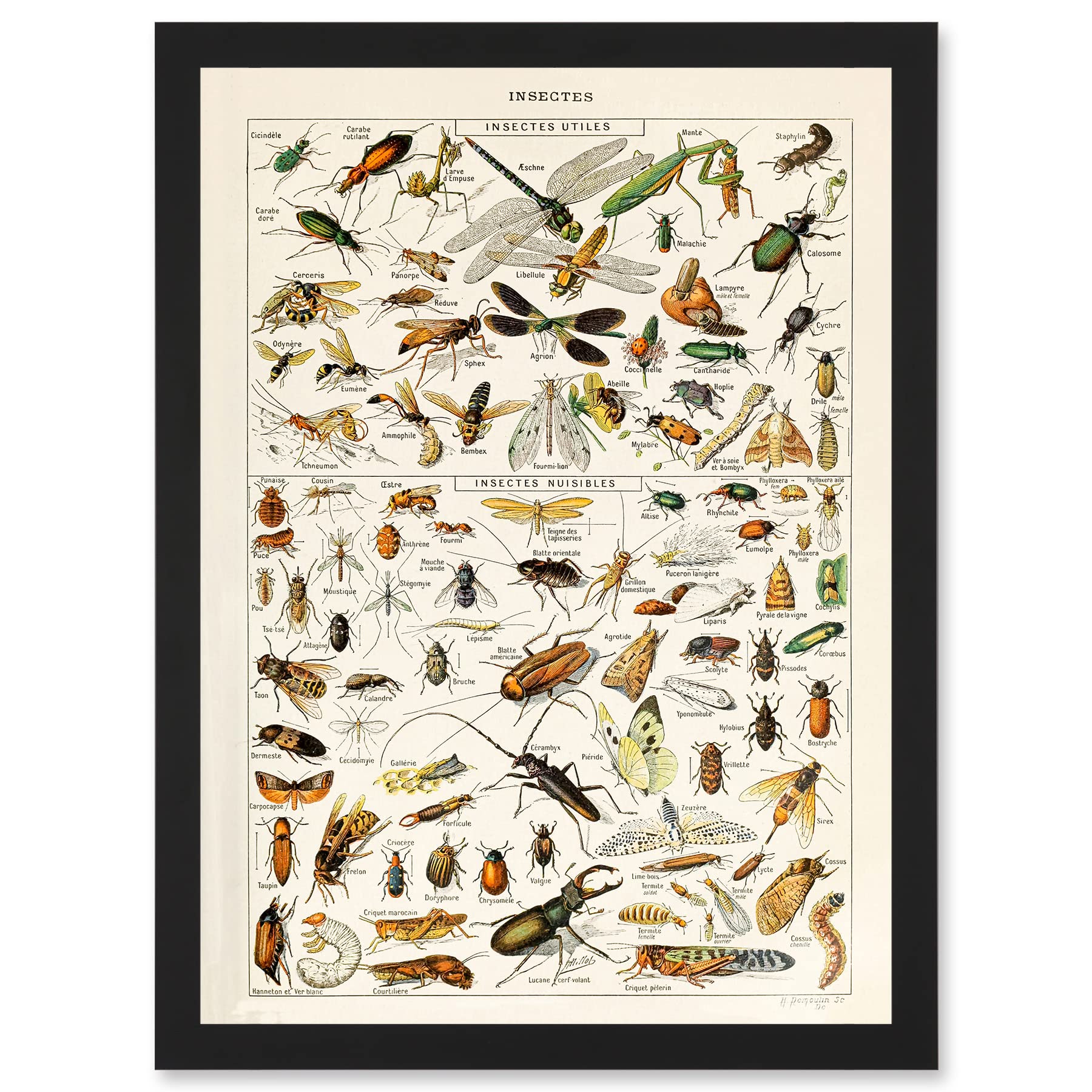 B&Q -  Millot Encyclopedia Vintage Insects Dragonfly Nature Wall Art PrintA4 Size
