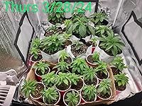 Review Image by Scott12586 Scott12586