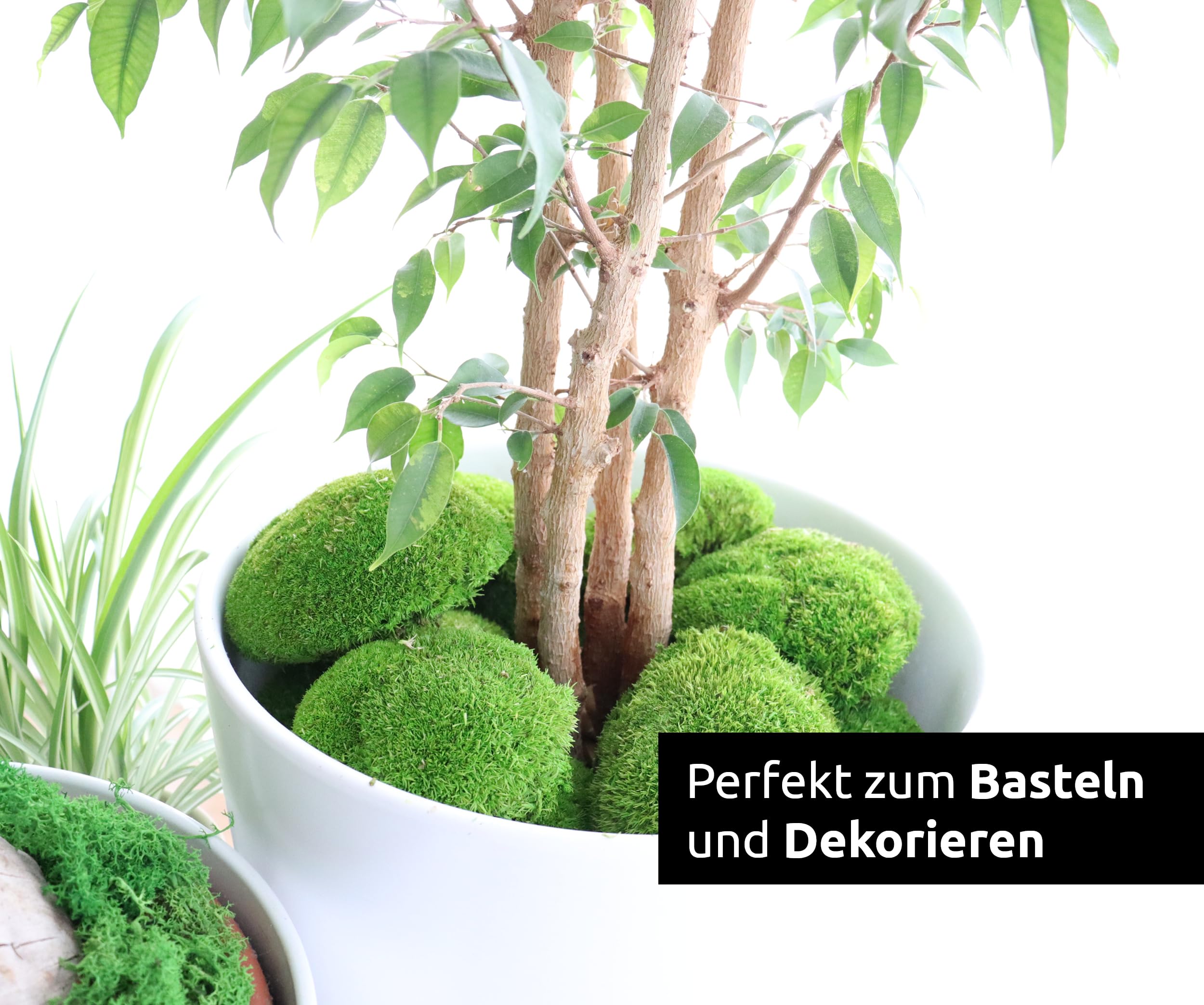 Bollenmoos konserviert für Moosbilder Dekomoos Kugelmoos Premium Qualität Dunkelgrün, Artikelgewicht: 0.25
