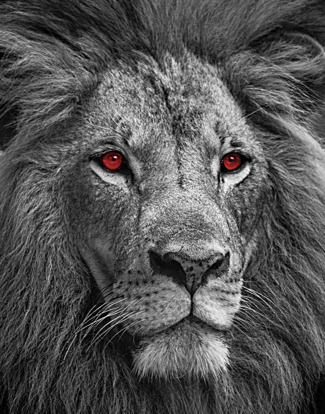 H+CO InspiredLion Wall Art Print in Black and White with Red Eyes, Ideal Animal Print for Home, Bedroom, Classroom & Office Decor, Gift for Kids, Students & Animal lovers, 11x14 Inch