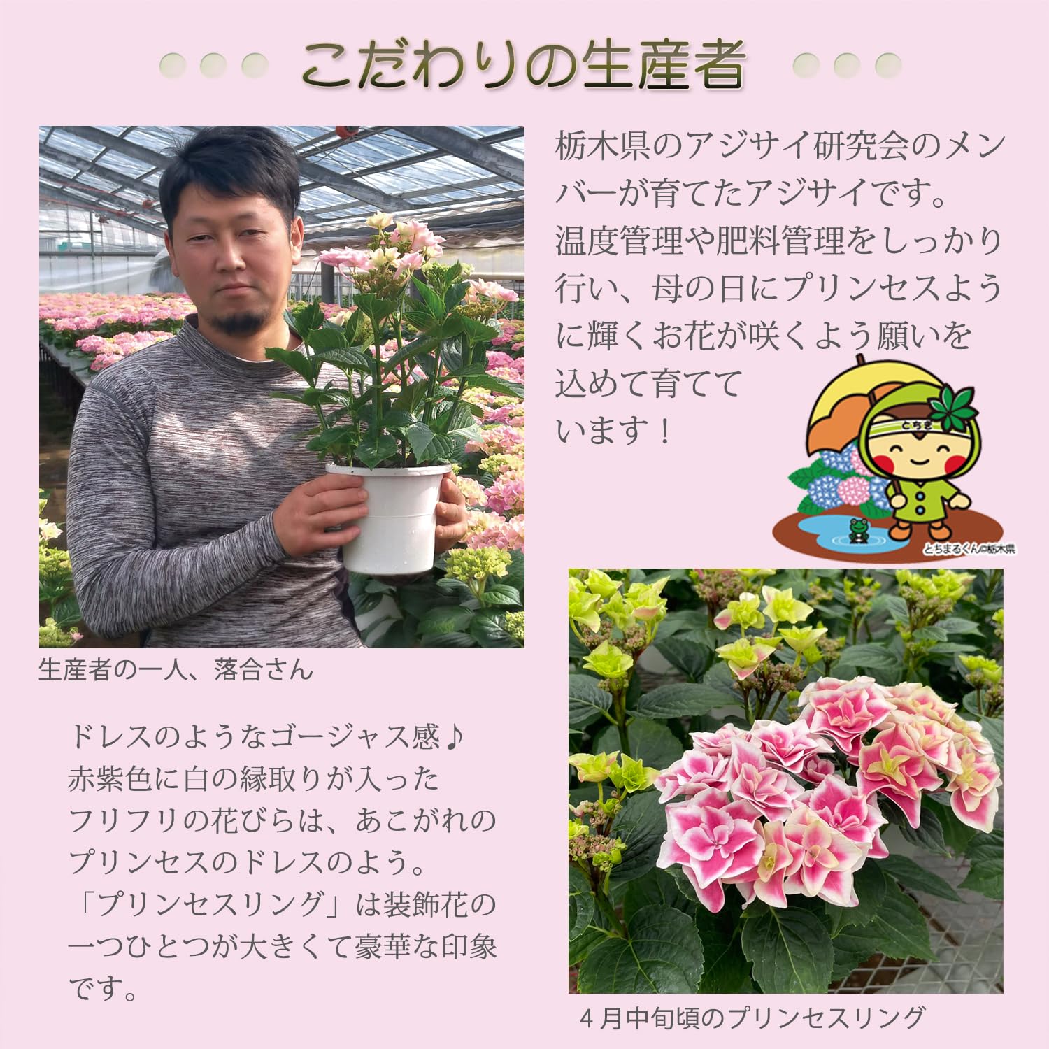 あじさい油絵母の日ギフト あじさい油絵母の日ギフト SiKiTO