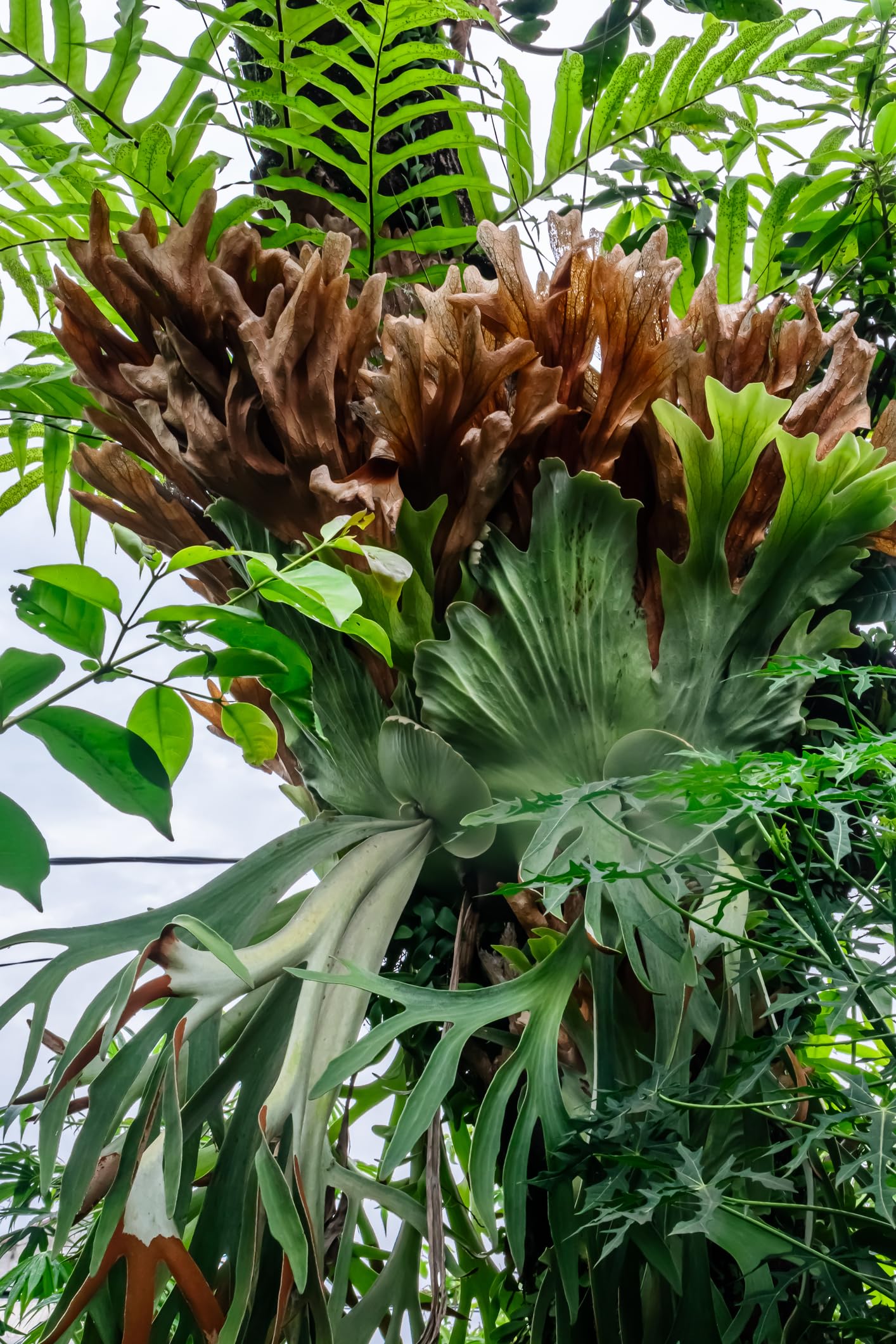 POWERS TO FLOWERS - PLATYCERIUM ALCICORNE XXL, pianta vera