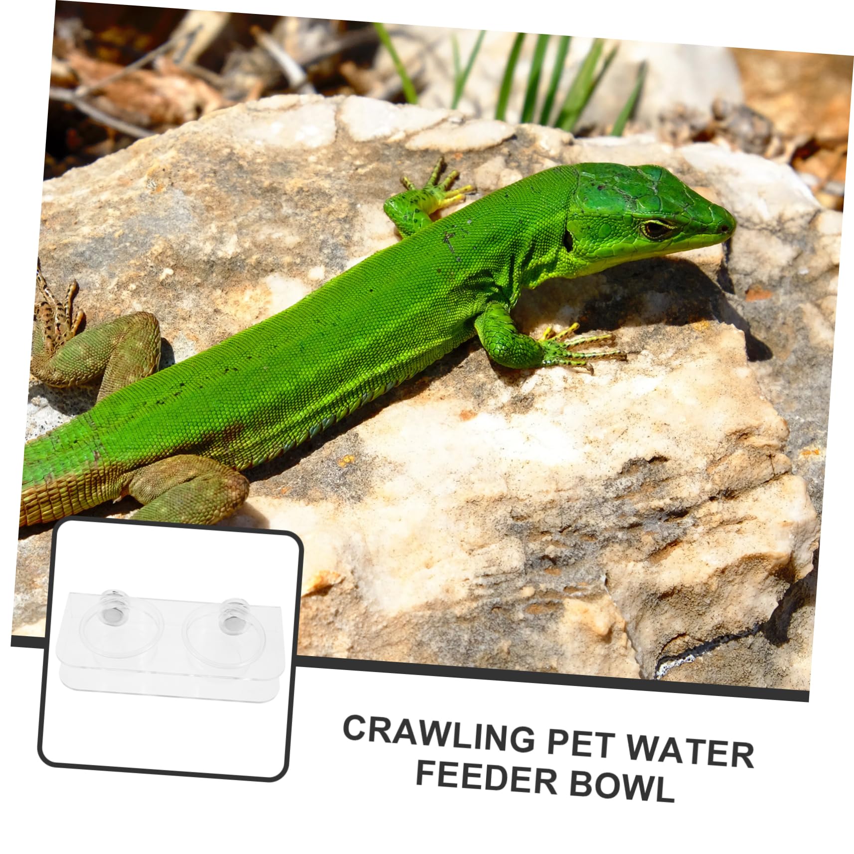 Happyyami 4juegos Alimentador De Reptiles Magnético con Tazas De Agua y Comida Cuenco Transparente para y Camaleón para Terrarios y Hábitats De Reptiles Fácil De Instalar y Usar
