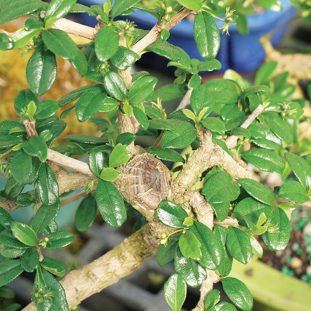 Brussel's Bonsai Live Fukien Tea Bonsai Tree Kit - Medium Indoor Bonsai Fukien Tree - Bonsai Kit with Ceramic Bonsai Pot and Bonsai Soil