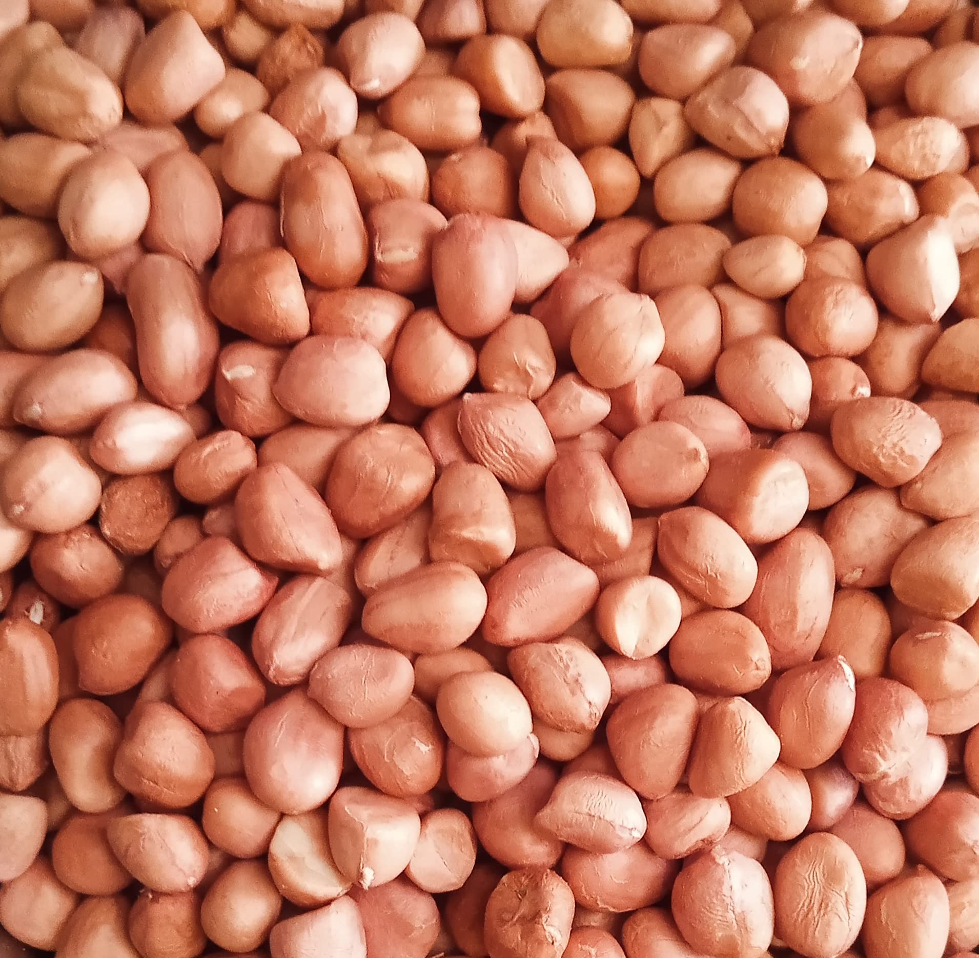 INNUM KONJAM - Groundnut - Raw Peanuts - 500gm (kachi mungfali | goober |monkey nut)